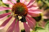 Flowers can endanger bees 2