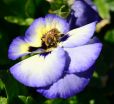 Flowers can endanger bees 3