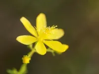 Flowers of St. Johns Wort serve as green catalyst