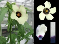 Flowers use adjustable ‘paint by numbers’ petal designs to attract pollinators