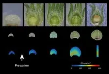 Flowers use adjustable ‘paint by numbers’ petal designs to attract pollinators 2