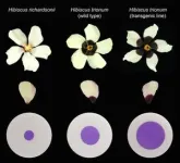 Flowers use adjustable ‘paint by numbers’ petal designs to attract pollinators 3