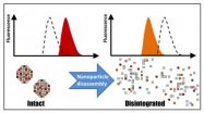 Fluorescent-based tool reveals how medical nanoparticles biodegrade in real time