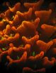 Fluorescent color of coral larvae predicts whether theyll settle or swim