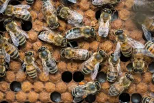 Fluorescent protein sheds light on bee brains