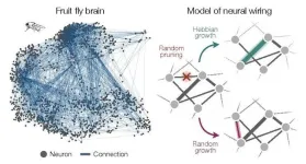 Fly brain, mouse brain, worm brain: They all network the same