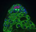 Fly stem cells on diet: Salk scientists discovered how stem cells respond to nutrient availability