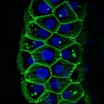 Fly toolkit created for investigating COVID-19 infection mechanisms