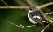 Flycatchers' genomes explain how 1 species became 2