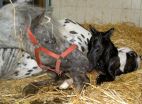 Foaling mares are totally relaxed -- no stress