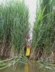 Following Phragmites home