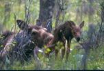 For juvenile moose, mommas boys and girls fare best