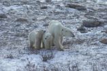 For polar bears, its survival of the fattest