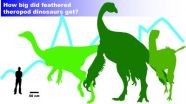 For some feathered dinosaurs, bigger not necessarily better