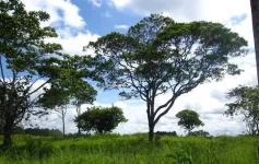 For sustainable livestock farming bordering the Amazon Rainforest, look to the women