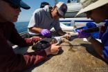 For the first time, scientists tag a loggerhead sea turtle off US West Coast 2