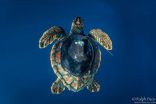 For the first time, scientists tag a loggerhead sea turtle off US West Coast 3