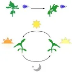 For the sunflower, turning toward the sun requires multiple complex systems 2