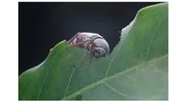 For this beetle, ‘date night’ comes every other day