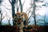 For tiger populations, a new threat