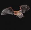 Foraging bats can warn each other away from their dinners 2