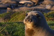 Foraging seals enable scientists to measure fish abundance across the vast Pacific Ocean