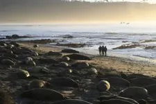 Foraging seals enable scientists to measure fish abundance across the vast Pacific Ocean 2