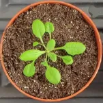 Force-sensing PIEZO proteins are at work in plants, too