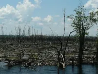 Forest fires drive expansion of savannas in the heart of the Amazon