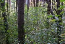 Forest landowner motivation to control invasive species depends on land use, study shows 2