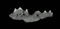 Forgotten fossil indicates earlier origin of teeth 3