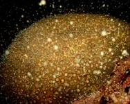 Forty years of coral spawning captured in one place for the first time