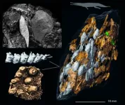 Fossil dung reveals clues to dinosaur success story 3