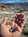 Fossil eggshells from Utah's Cedar Mountain Formation include Cretaceous period eggs from 3 feathered bird-like dinosaurs, 2 herbivorous dinosaurs, and a crocodile-like species found for the first tim 2