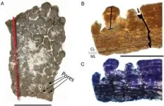 Fossil eggshells from Utah's Cedar Mountain Formation include Cretaceous period eggs from 3 feathered bird-like dinosaurs, 2 herbivorous dinosaurs, and a crocodile-like species found for the first tim 3