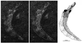 Fossil lamprey larvae overturn textbook assumptions on vertebrate origins