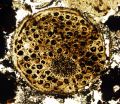 Fossil of multicellular life moves evolutionary needle back 60 million years