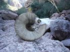 Fossilized bighorn sheep poop reveals early Holocene population