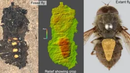 Fossilized feeding frenzy