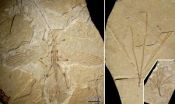 Fossils of earliest stick insect to mimic plants discovered