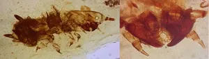 Fossils reveal the long-term relationship between feathered dinosaurs and feather-feeding beetles 2