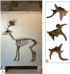 Fossils unveil how southern Europe’s ecosystem changed through Glacial-Interglacial Stages