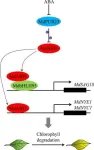 Fountain of youth for plants: E3 ligase's role in leaf longevity