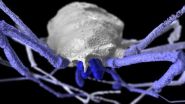 Four-eyed daddy longlegs fossil fills in evolutionary tree