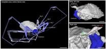 Four-eyed daddy longlegs fossil fills in evolutionary tree 2