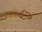 Four-legged fossil suggests snakes evolved from burrowing ancestors 2