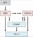 FOXM1 and PD-L1 in CDK4/6-MEK resistance in nerve tumors