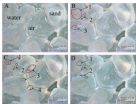 Fracking flowback could pollute groundwater with heavy metals 3