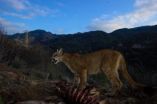 Freeways as fences, trapping the mountain lions of Los Angeles