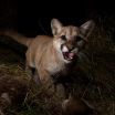 Freeways as fences, trapping the mountain lions of Los Angeles 2